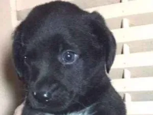 Cachorro raça SRD idade Abaixo de 2 meses nome Sem nome