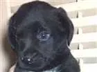Cachorro raça SRD idade Abaixo de 2 meses nome Sem nome
