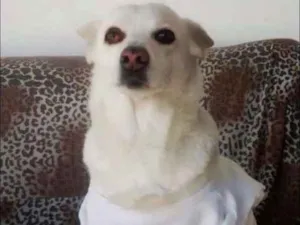 Cachorro raça Vira lata idade 6 ou mais anos nome Carrie