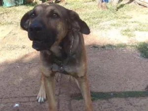 Cachorro raça  idade 3 anos nome Jeremias