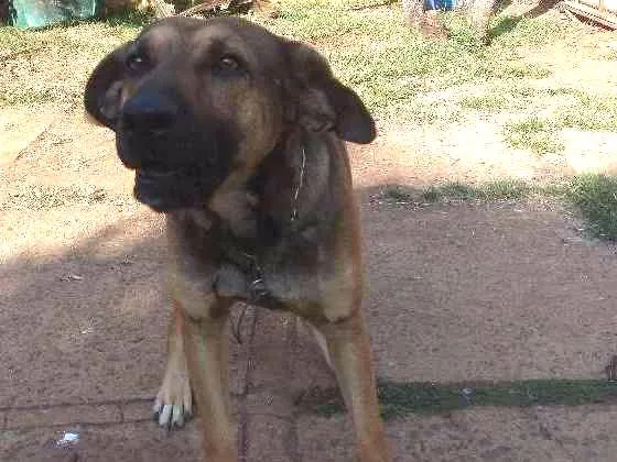 Cachorro ra a  idade 3 anos nome Jeremias