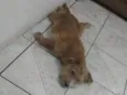 Não possui