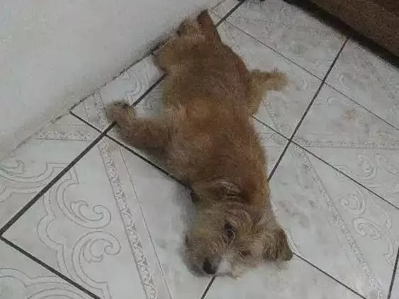 Cachorro ra a Não possui idade 2 anos nome Não possui