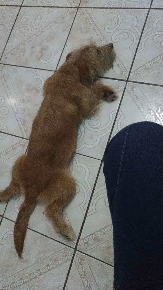 Cachorro ra a Não possui idade 2 anos nome Não possui