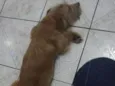 Não possui