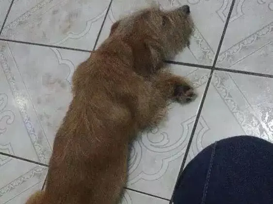 Cachorro ra a Não possui idade 2 anos nome Não possui