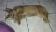 Não possui