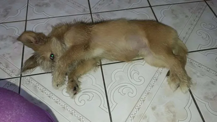 Cachorro ra a Não possui idade 2 anos nome Não possui
