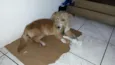 Não possui