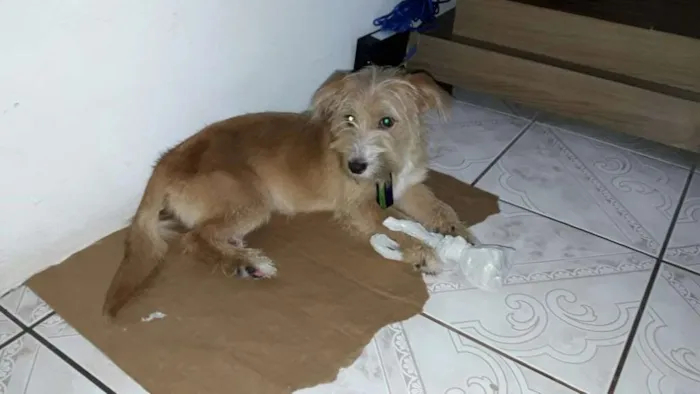 Cachorro ra a Não possui idade 2 anos nome Não possui