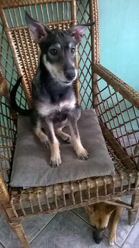Cachorro ra a SRD idade 2 a 6 meses nome Estrela