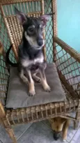 Estrela