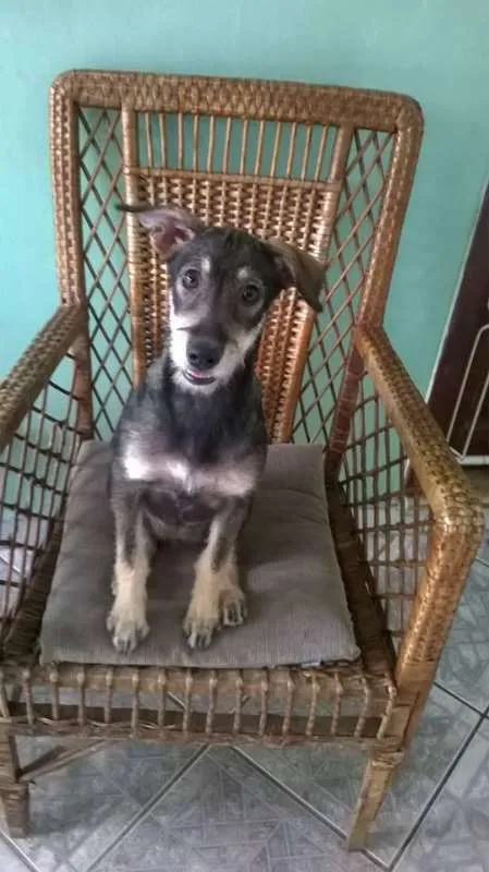 Cachorro ra a SRD idade 2 a 6 meses nome Estrela