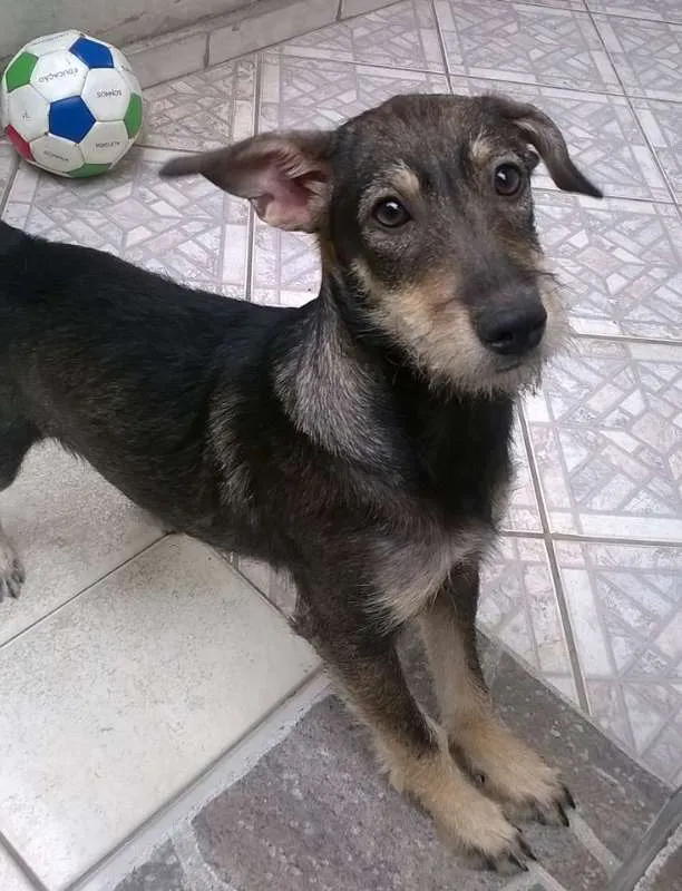 Cachorro ra a SRD idade 2 a 6 meses nome Estrela