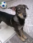 Estrela