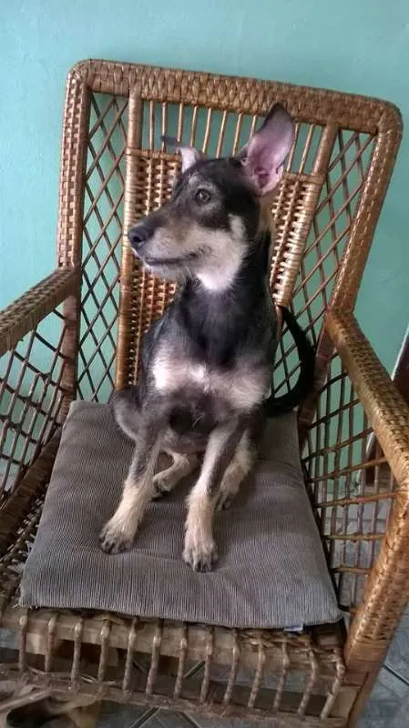 Cachorro ra a SRD idade 2 a 6 meses nome Estrela