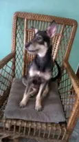 Estrela