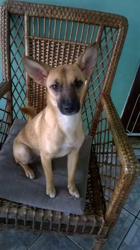 Cachorro ra a SRD idade 1 ano nome Maia