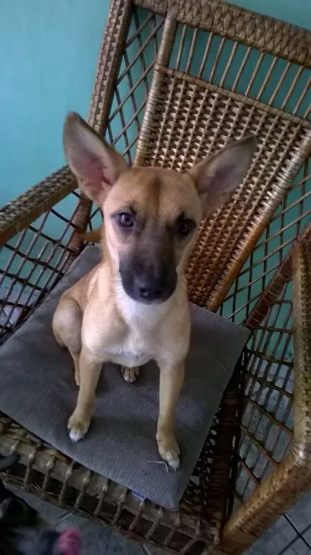Cachorro ra a SRD idade 1 ano nome Maia