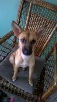 Maia
