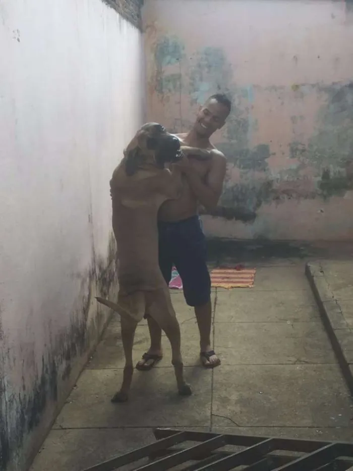 Cachorro ra a Fila  idade 1 ano nome Bob