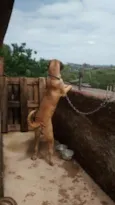 Bob
