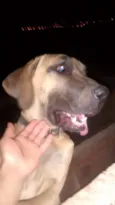 Bob