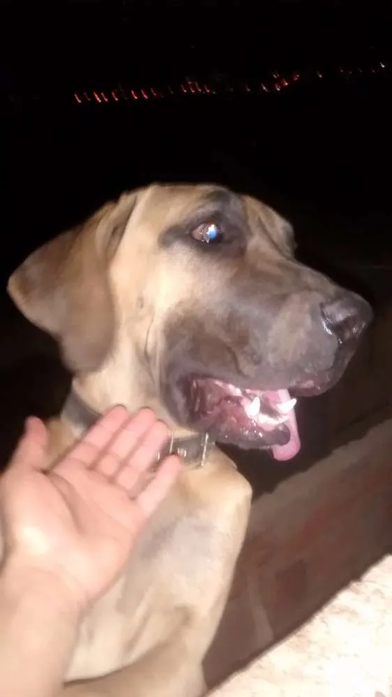 Cachorro ra a Fila  idade 1 ano nome Bob