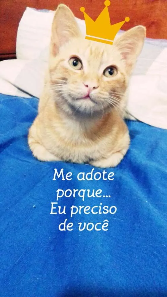 Gato ra a Sem raça definida idade 2 a 6 meses nome Chico