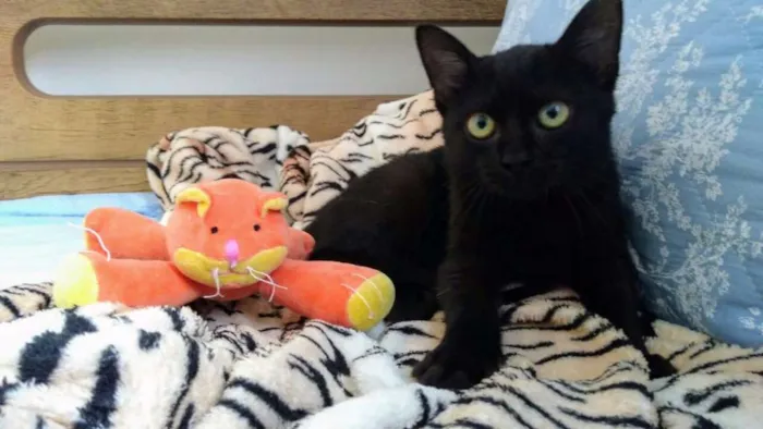 Gato ra a SRD idade Abaixo de 2 meses nome Beyoncé
