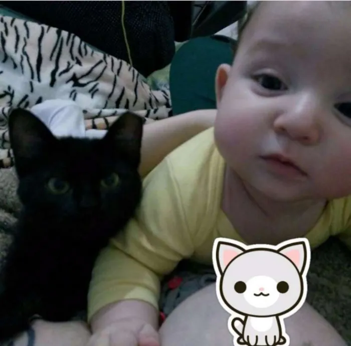 Gato ra a SRD idade Abaixo de 2 meses nome Beyoncé