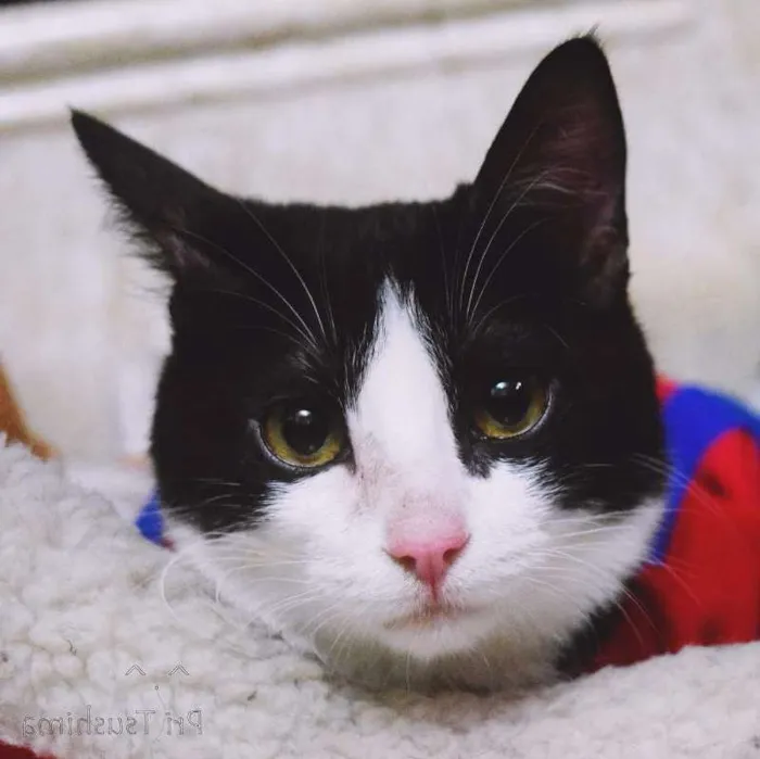 Gato ra a SRD idade 2 a 6 meses nome Raul