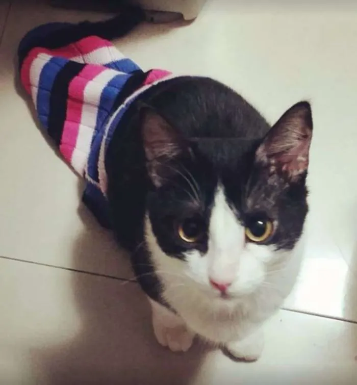 Gato ra a SRD idade 2 a 6 meses nome Raul