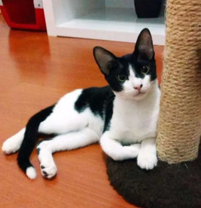 Gato ra a SRD idade  nome Pepper