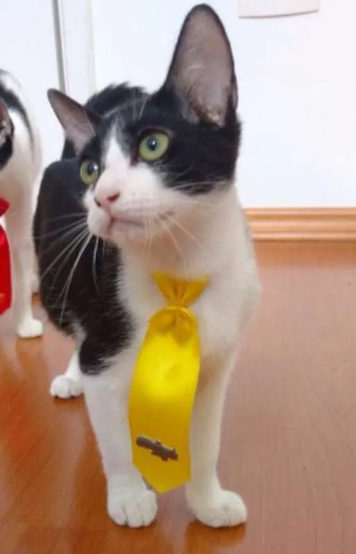 Gato ra a SRD idade  nome Pepper