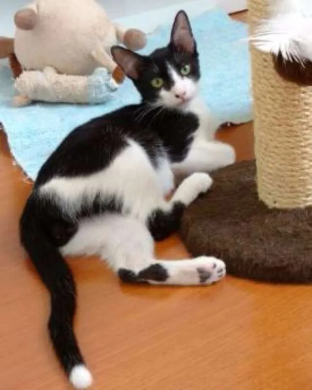 Gato ra a SRD idade  nome Pepper
