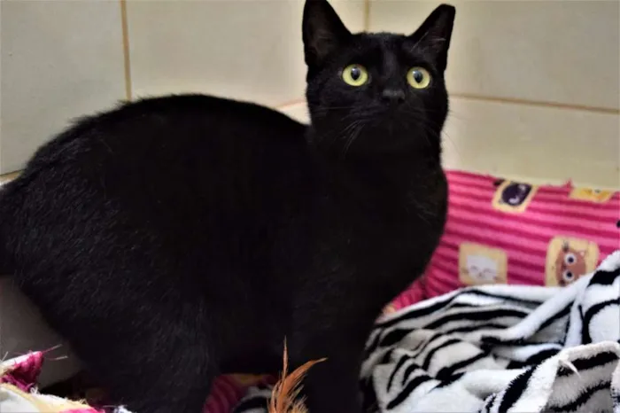 Gato ra a SRD idade 2 a 6 meses nome Brownie