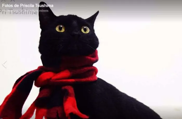 Gato ra a SRD idade 2 a 6 meses nome Brownie