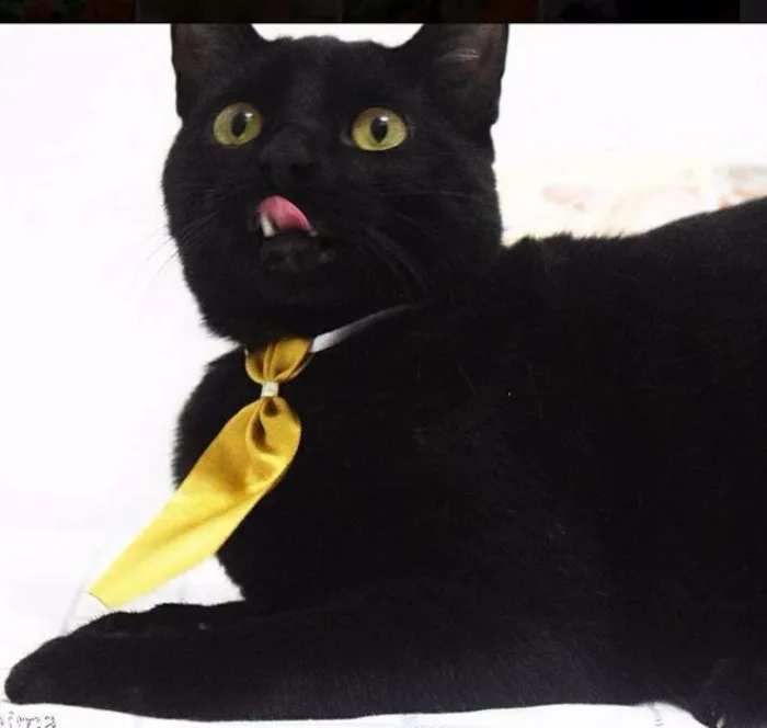 Gato ra a SRD idade 2 a 6 meses nome Brownie