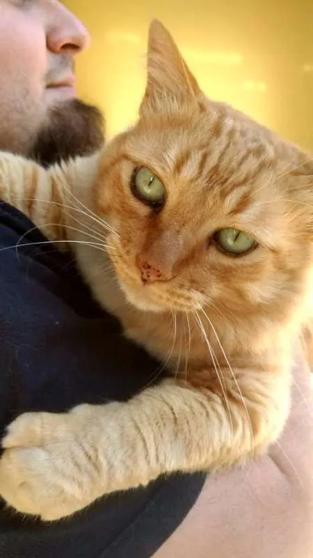 Gato ra a SRD idade 6 ou mais anos nome Pacato