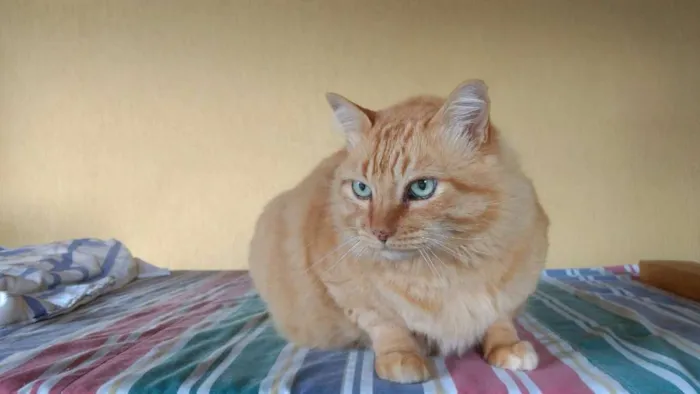 Gato ra a SRD idade 6 ou mais anos nome Pacato