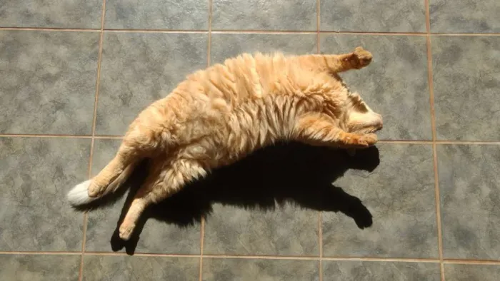 Gato ra a SRD idade 6 ou mais anos nome Pacato
