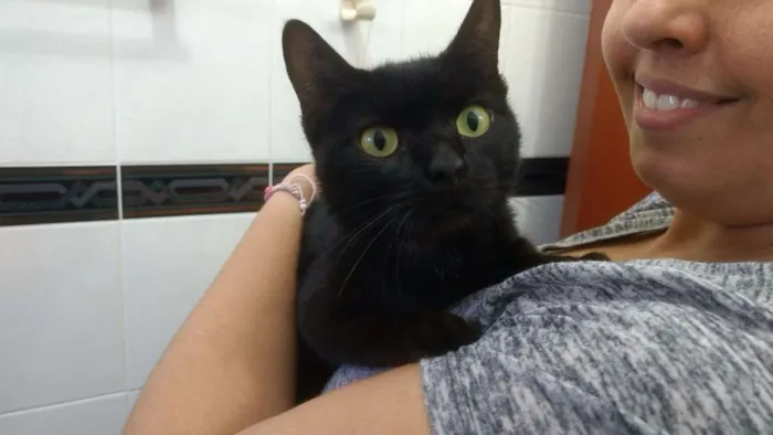 Gato ra a SRD idade 7 a 11 meses nome Palomita