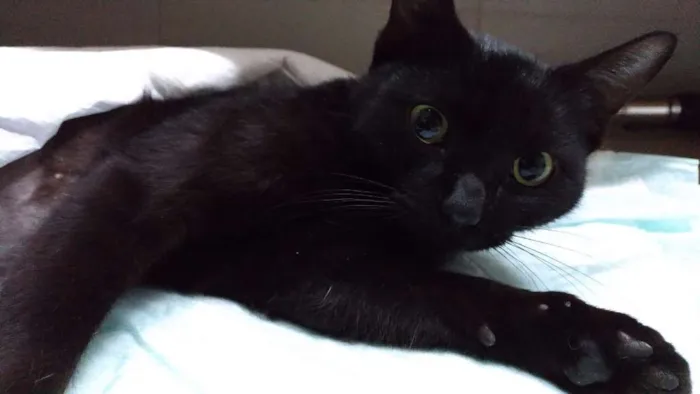 Gato ra a SRD idade 7 a 11 meses nome Palomita