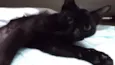 Palomita