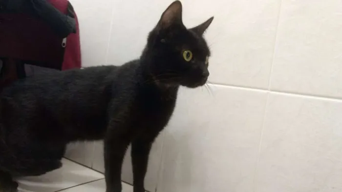 Gato ra a SRD idade 7 a 11 meses nome Palomita