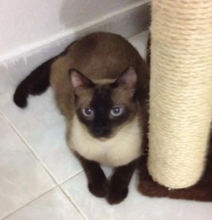 Gato ra a SRD idade 3 anos nome Ozzy
