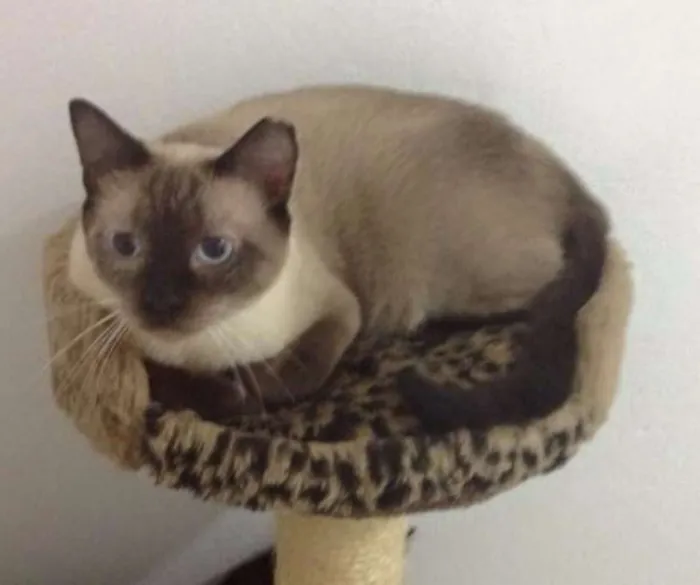 Gato ra a SRD idade 3 anos nome Ozzy