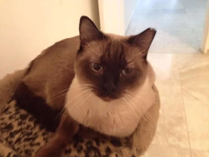 Gato ra a SRD idade 3 anos nome Ozzy