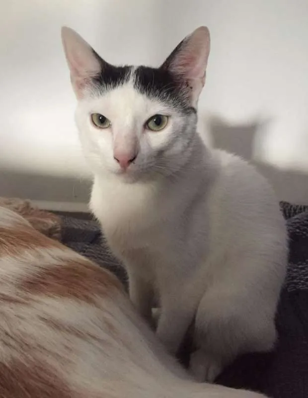 Gato ra a SRD idade 7 a 11 meses nome William